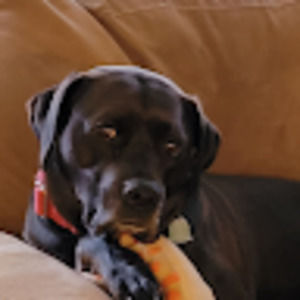 Meet your Posher, Ella